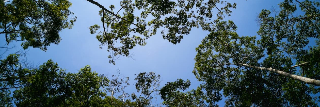 Pflanzenwuchs, Baum, Land, Regenwald, Wald