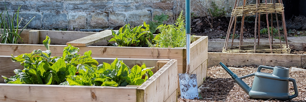 Garten, Draußen, Pflanze, Pflanzgefäß, Topfpflanze