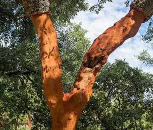Baum, Baumstamm, Bewuchs, Land, Wald