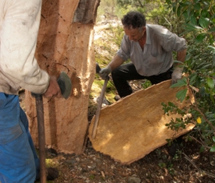 Holz, Baum, Erwachsener, Mann, Person