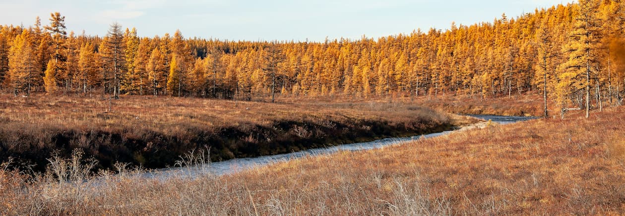Baum, Landschaft, Vegetation, Konifer, Land